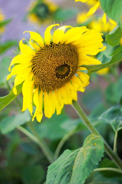 Foto nahaufnahme einer gelben sonnenblume