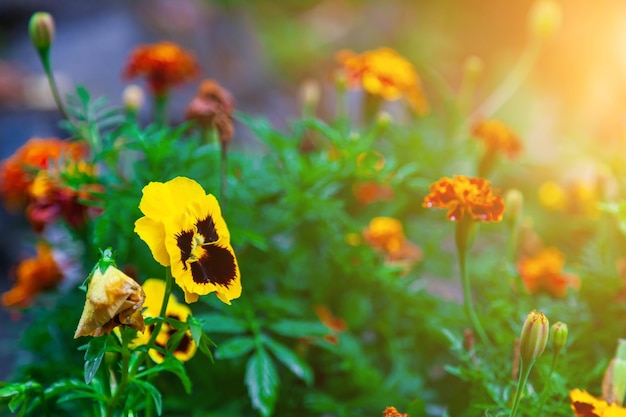 Nahaufnahme einer gelben Stiefmütterchenblume auf einem Hintergrund aus orangefarbenen Nelken und grünen Blättern