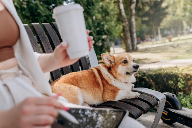 Nahaufnahme einer Geschäftsfrau im weißen Anzug, die in der Parklandschaft der Stadt sitzt, Kaffee trinkt und mit ihrem Hund Welsh Corgi Pembroke an einem digitalen Tablet arbeitet