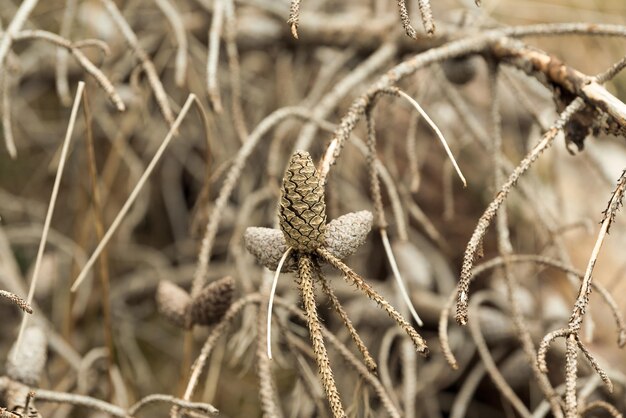 Foto nahaufnahme einer getrockneten pflanze auf dem feld im winter