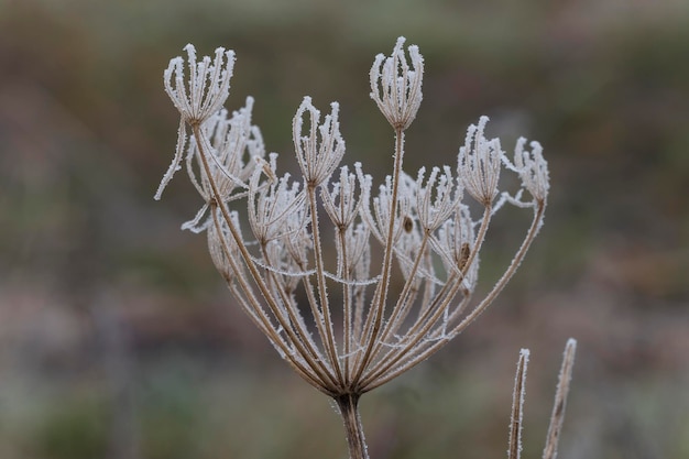 Foto nahaufnahme einer getrockneten pflanze auf dem feld im winter