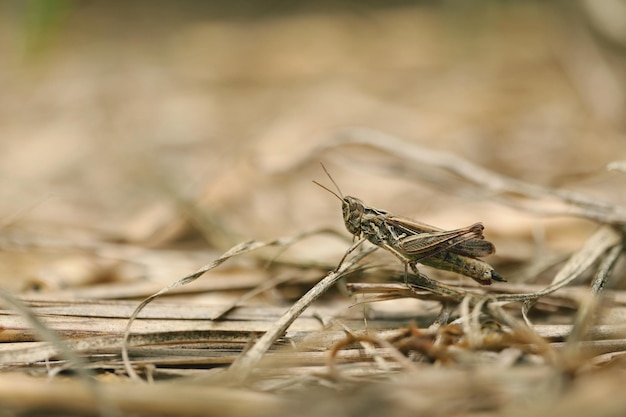 Foto nahaufnahme einer getrockneten pflanze auf dem feld