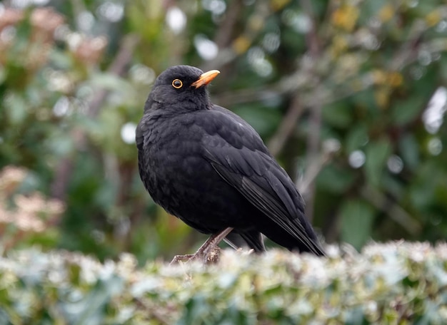 Nahaufnahme einer gewöhnlichen Amsel