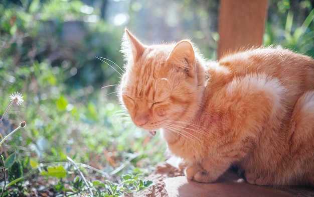 Nahaufnahme einer Ginger Tabby Young Cat, die auf dem Betonboden im Garten schläft und sitzt