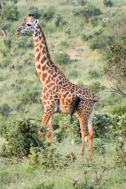 Foto nahaufnahme einer giraffe, die auf einem grasbewachsenen feld steht