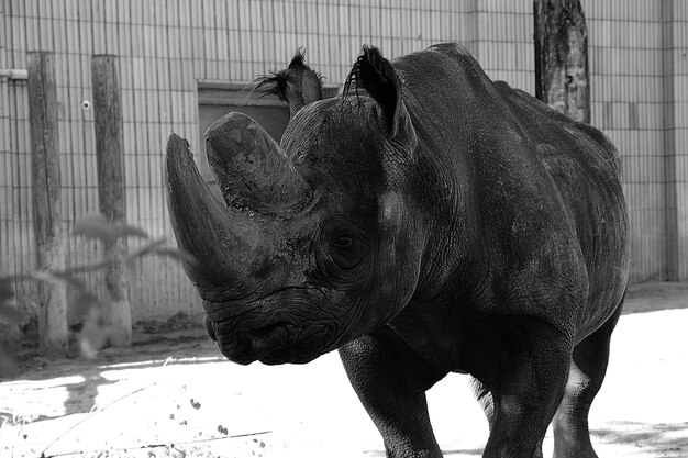 Nahaufnahme einer Giraffe im Zoo