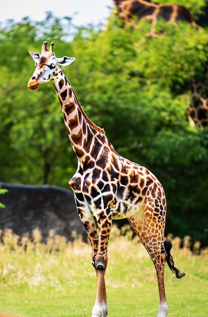 Nahaufnahme einer Giraffe in der Natur