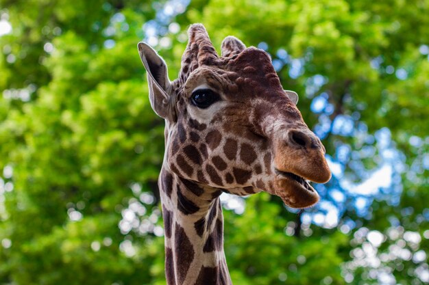 Nahaufnahme einer Giraffe vor einigen grünen Bäumen, die in die Kamera schaut, als ob sie sagen wollte, dass du mich ansiehst. Mit Platz für Text.