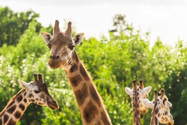 Nahaufnahme einer Giraffe vor einigen grünen Bäumen.