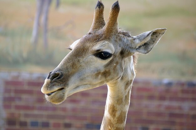 Foto nahaufnahme einer giraffe