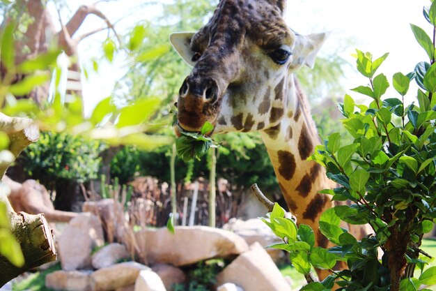 Foto nahaufnahme einer giraffe