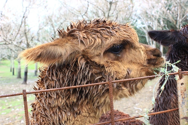 Foto nahaufnahme einer giraffe