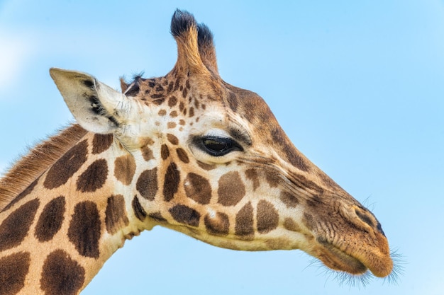 Foto nahaufnahme einer giraffe