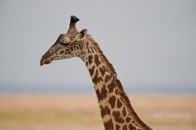 Nahaufnahme einer Giraffe