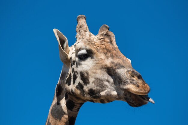 Nahaufnahme einer Giraffe