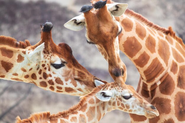 Nahaufnahme einer Giraffenfamilie in einem wunderschönen, berührenden Moment