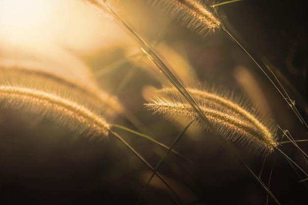 Nahaufnahme einer Grasblume auf einer Wiese, die von der aufgehenden Sonne funkelt