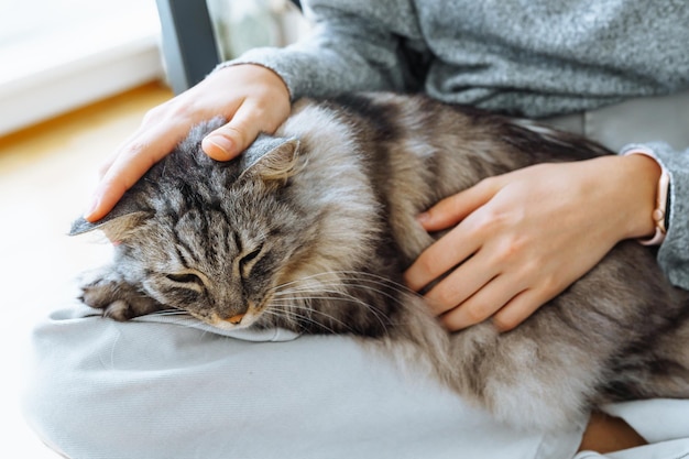 Nahaufnahme einer grauen, flauschigen Katze, die auf dem Schoß eines Menschen schläft, Hände, die die Katze streicheln