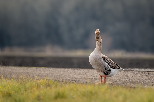 Nahaufnahme einer grauen Gans tagsüber