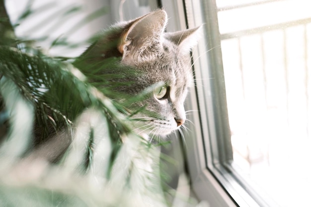 Foto nahaufnahme einer grauen gestreiften hauskatze, die auf einem fenster um den weihnachtsbaum sitzt