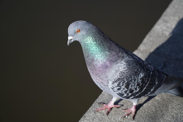 Nahaufnahme einer grauen Taube auf einer Steinoberfläche