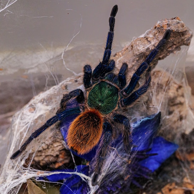 Nahaufnahme einer Greenbottle-Blauen Tarantel