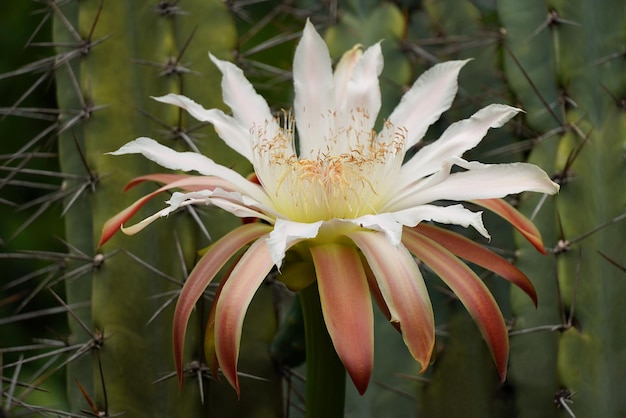 Nahaufnahme einer großen Blume eines Cereaus-Kaktus mit langen scharfen Widerhaken.