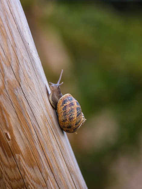 Nahaufnahme einer großen braunen Schnecke mit Spiralgehäuse, die vor dem Hintergrund der Natur den Baumstamm hinaufkriecht