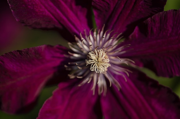 Nahaufnahme einer großen Clematis-Blume