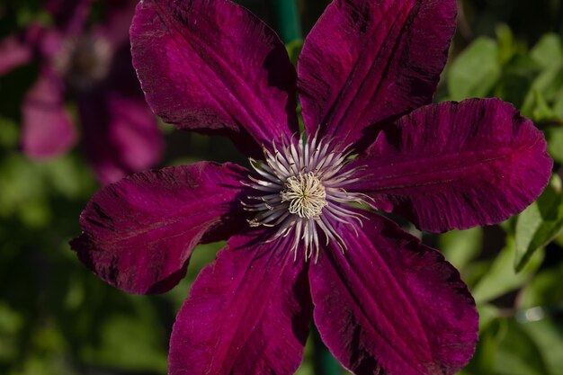 Nahaufnahme einer großen Clematis-Blume