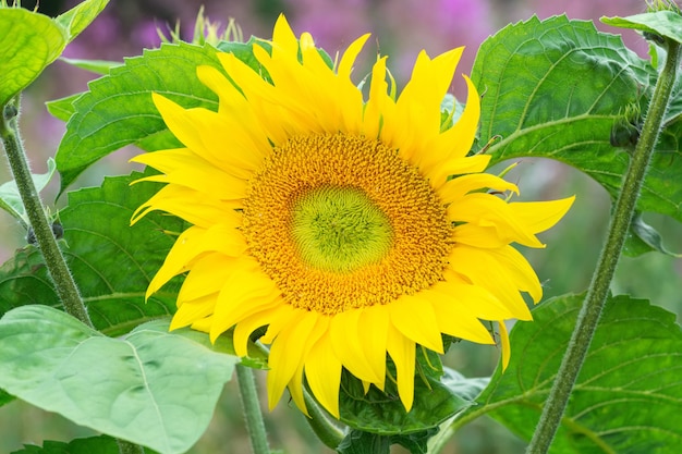 Nahaufnahme einer großen und schönen Sonnenblume