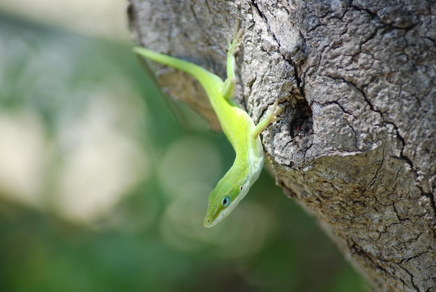 Foto nahaufnahme einer grünen anole-eidechse, die ihre beute auf einem baumzweig verfolgt