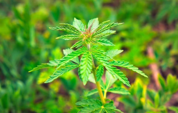 Nahaufnahme einer grünen Hanfpflanze (Cannabis Sativa).