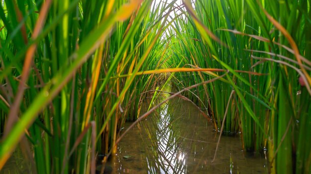 Nahaufnahme einer grünen Reispflanze und Wasser