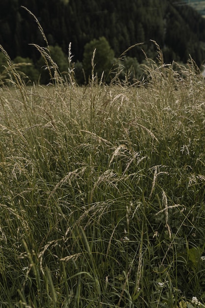 Nahaufnahme einer grünen Wiese. Abstrakter Sommernaturhintergrund