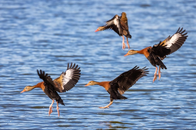 Nahaufnahme einer Gruppe pfeifender Enten, die auf einem See landen, Florida, USA