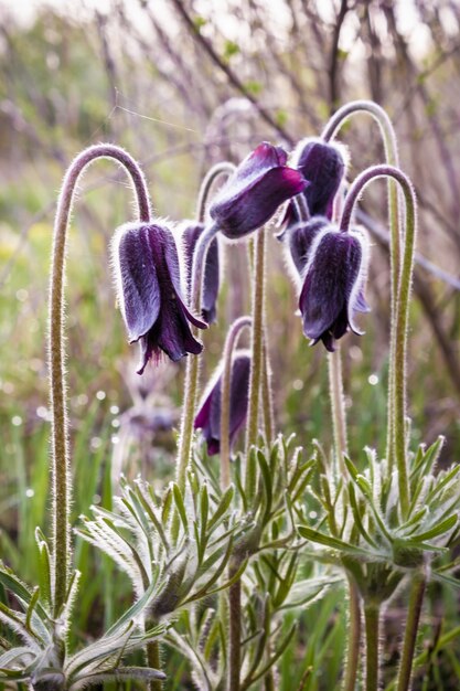 Foto nahaufnahme einer gruppe von pasque blumen in der wiese.