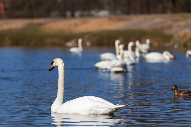 Nahaufnahme einer Gruppe von Schwänen im Frühjahr, schöne Wasservogelgruppe Schwanenvogel auf dem See im Frühjahr, See oder Fluss mit Schwänen