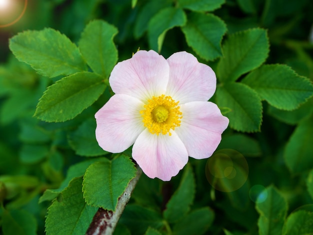 Nahaufnahme einer Hagebuttenblume und -blätter Rosa