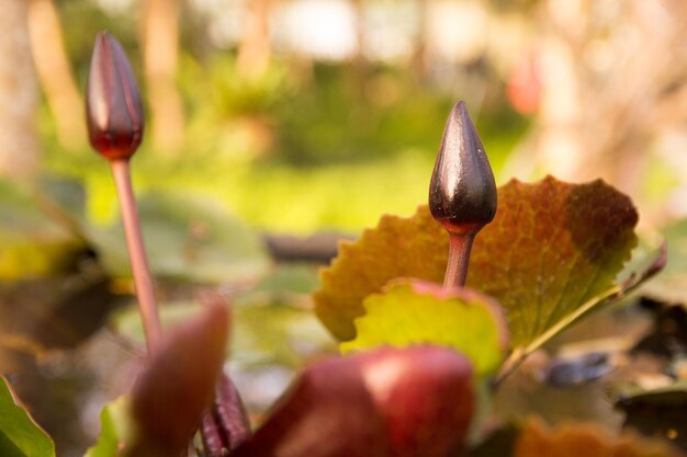 Foto nahaufnahme einer hand auf einer blütenpflanze