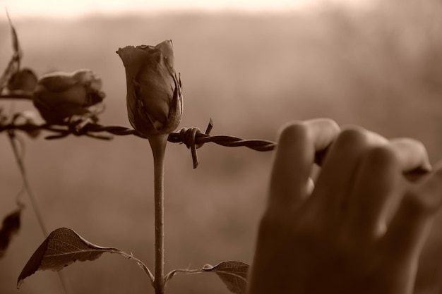 Foto nahaufnahme einer hand auf stacheldraht von rose