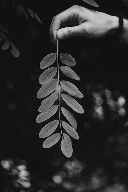 Foto nahaufnahme einer hand, die blätter im freien hält