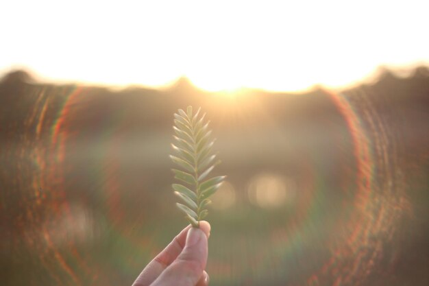 Foto nahaufnahme einer hand, die ein blatt gegen den himmel bei sonnenuntergang hält