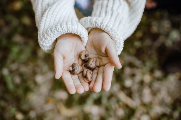 Foto nahaufnahme einer hand, die ein eichel hält