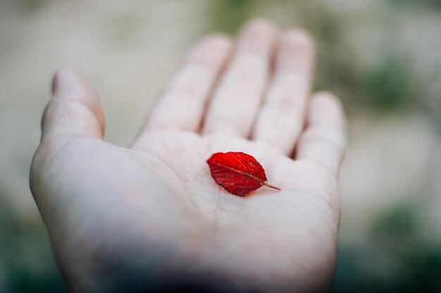 Foto nahaufnahme einer hand, die ein rotes blatt hält