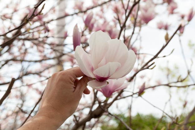 Nahaufnahme einer Hand, die eine Blume auf einem Baum hält