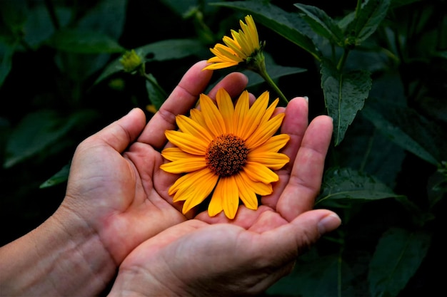 Nahaufnahme einer Hand, die eine gelbe Blume hält