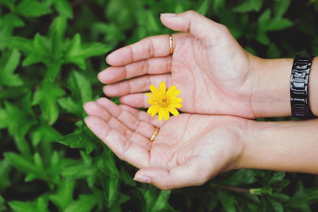 Nahaufnahme einer Hand, die eine gelbe Blume hält
