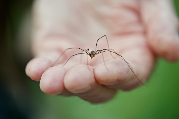 Foto nahaufnahme einer hand, die eine kleine spinne hält