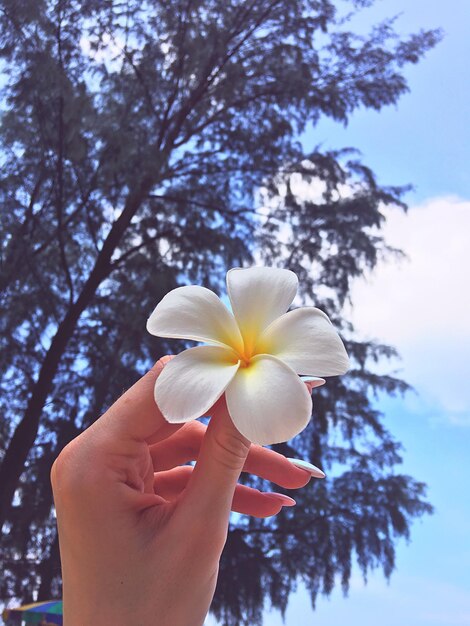 Foto nahaufnahme einer hand, die eine weiße blume gegen einen baum hält